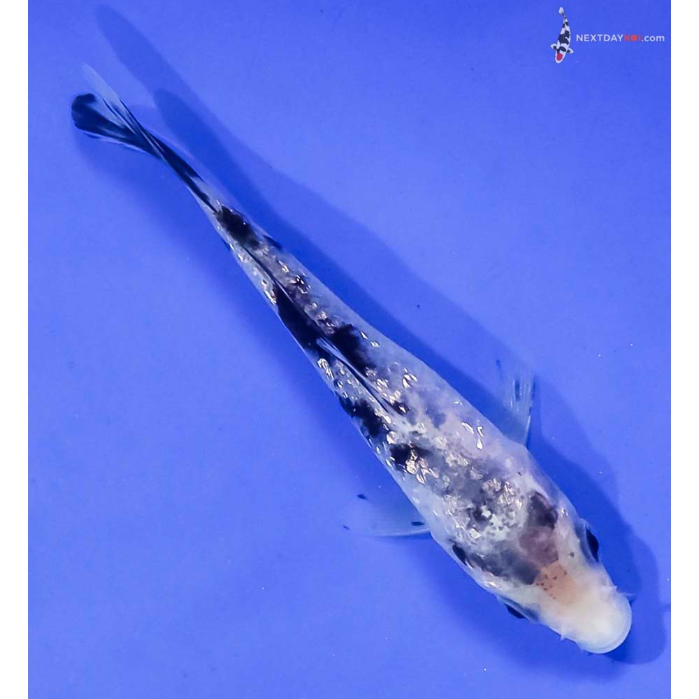 3.5” Imported Gin Rin Shiro Bekko