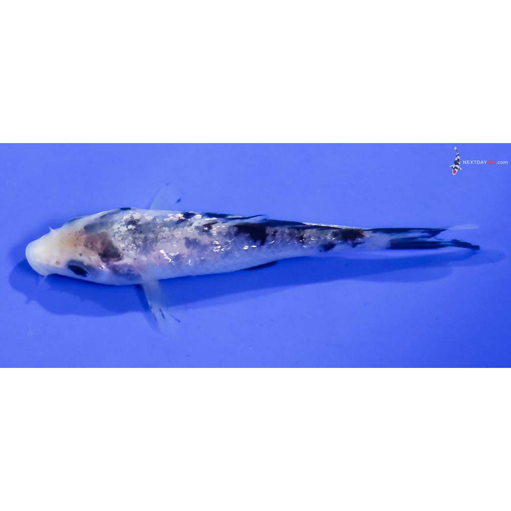 3.5” Imported Gin Rin Shiro Bekko