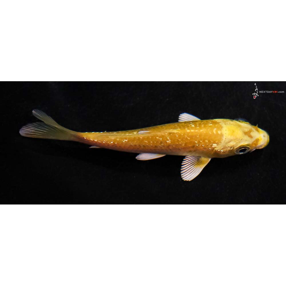 3.5” Imported Gin Rin Yamabuki Ogon