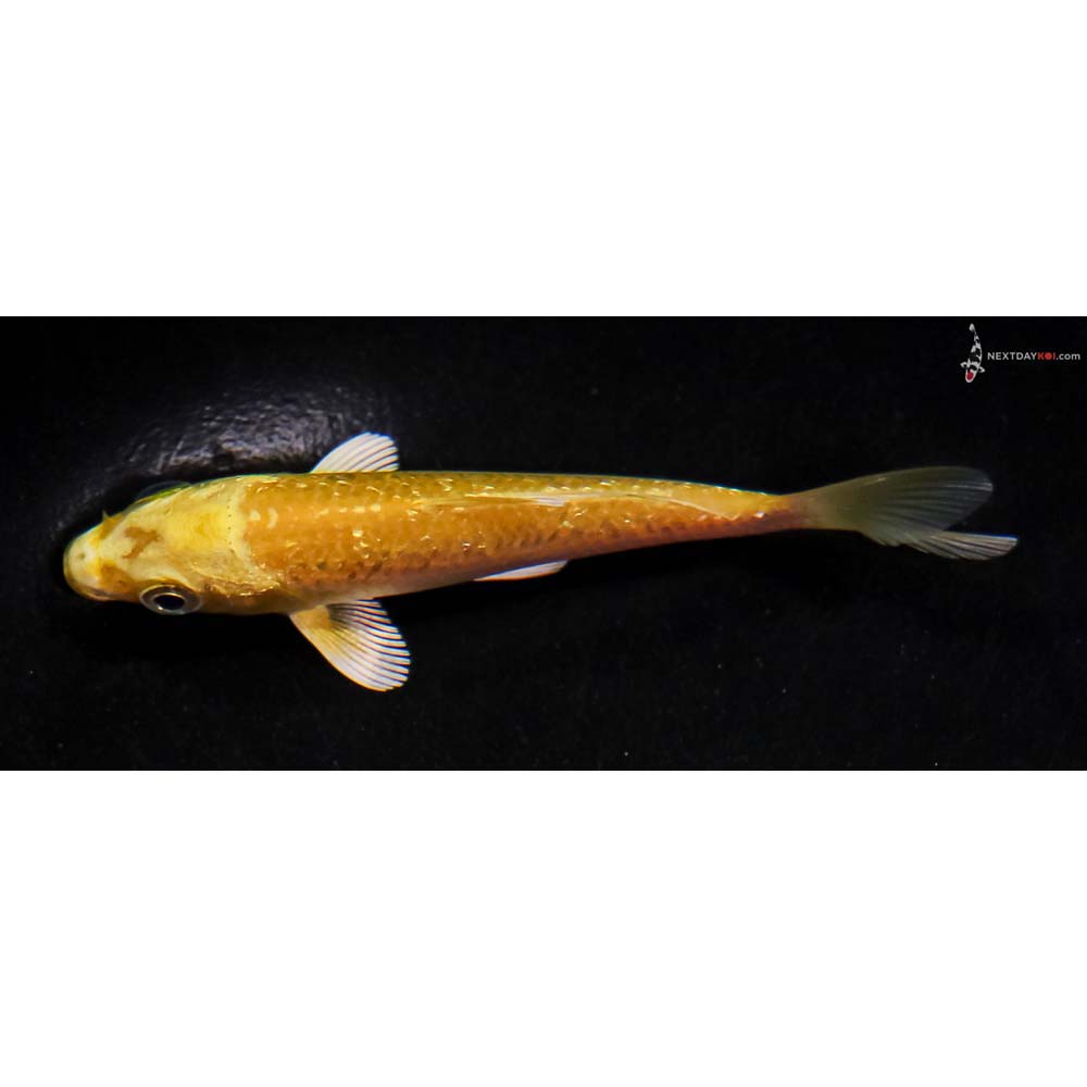 3.5” Imported Gin Rin Yamabuki Ogon