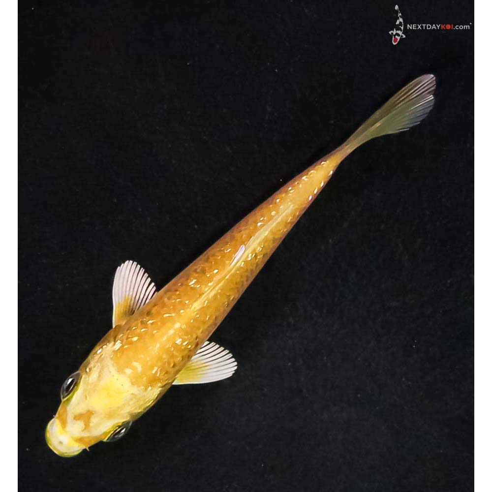 3.5” Imported Gin Rin Yamabuki Ogon