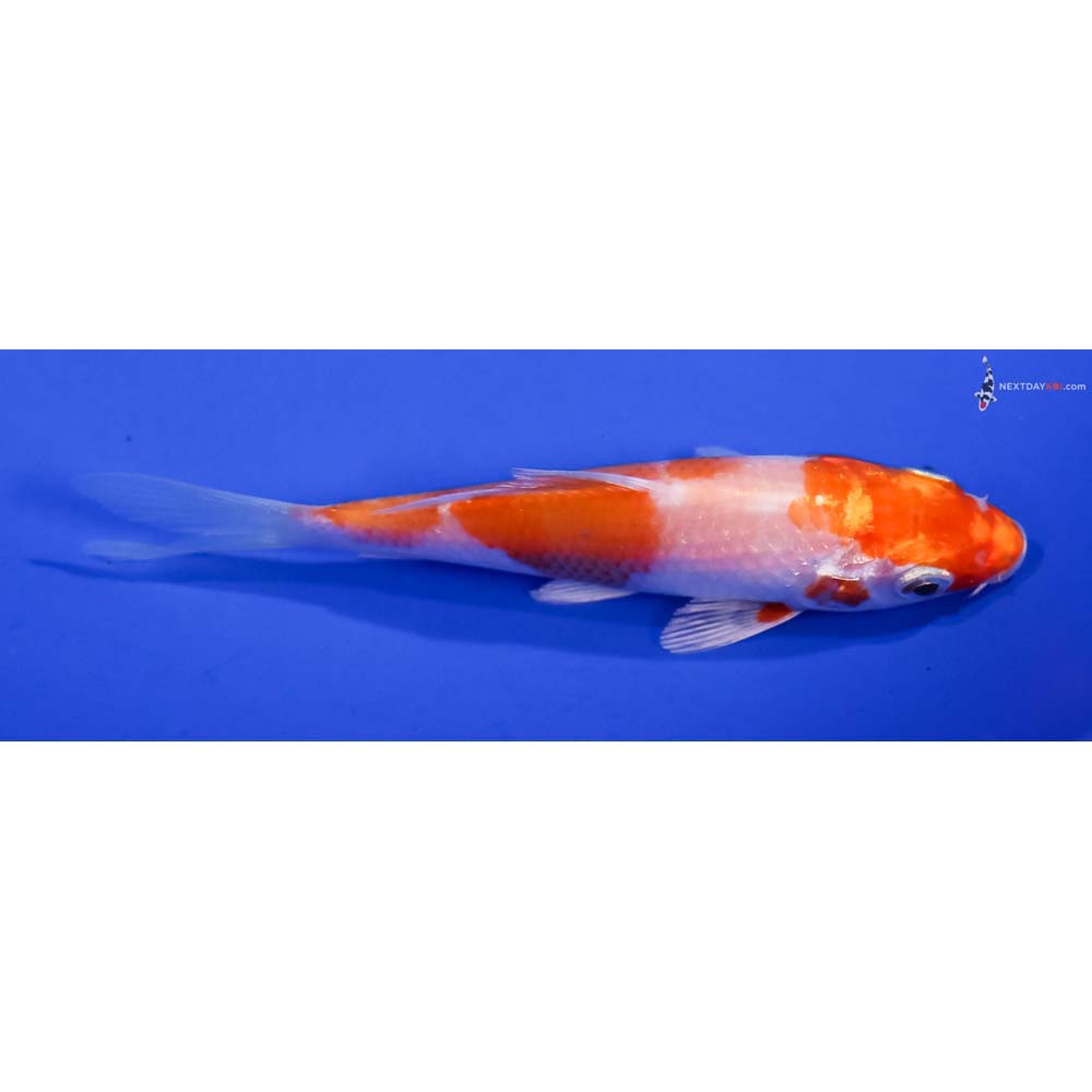 4” Imported Hariwake