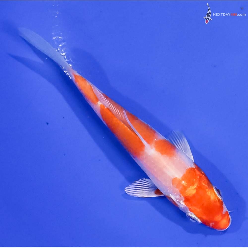 4” Imported Hariwake