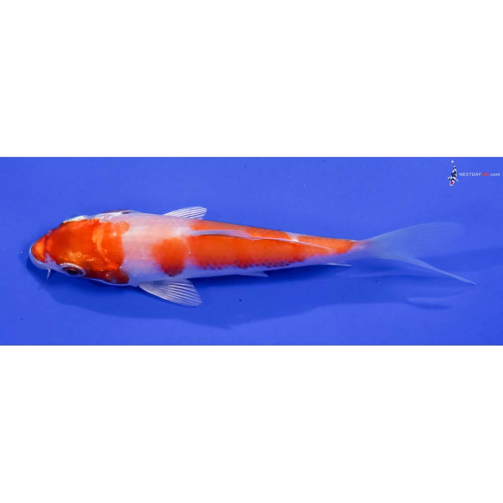 4” Imported Hariwake