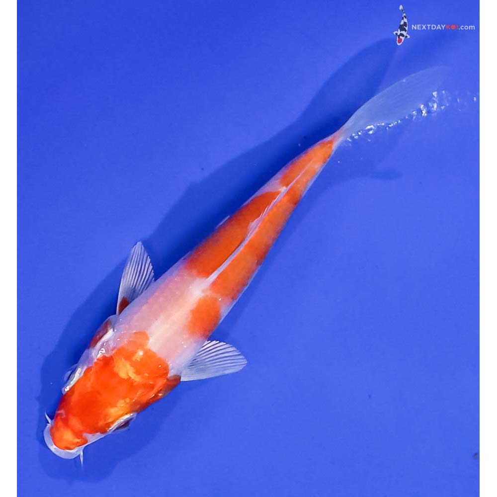 4” Imported Hariwake