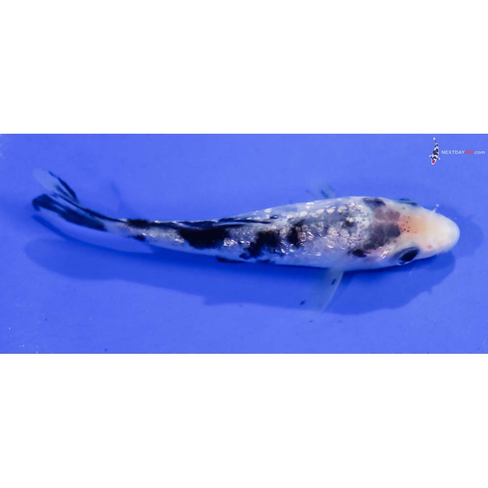 3.5” Imported Gin Rin Shiro Bekko