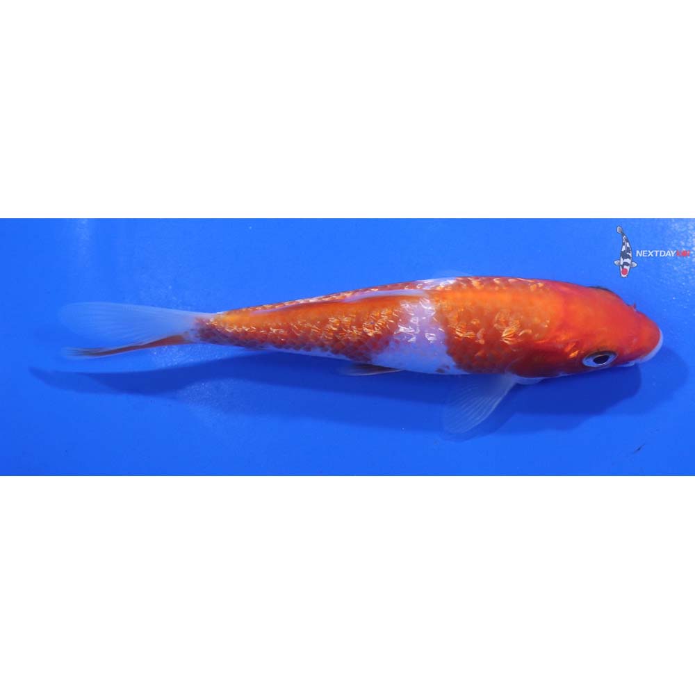 5” Imported Gin Rin Kohaku