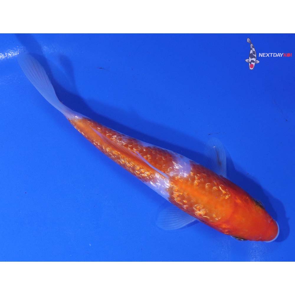5” Imported Gin Rin Kohaku