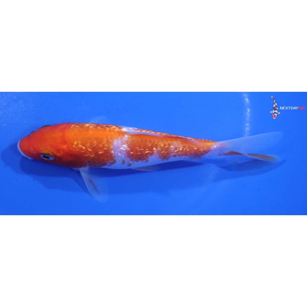 5” Imported Gin Rin Kohaku