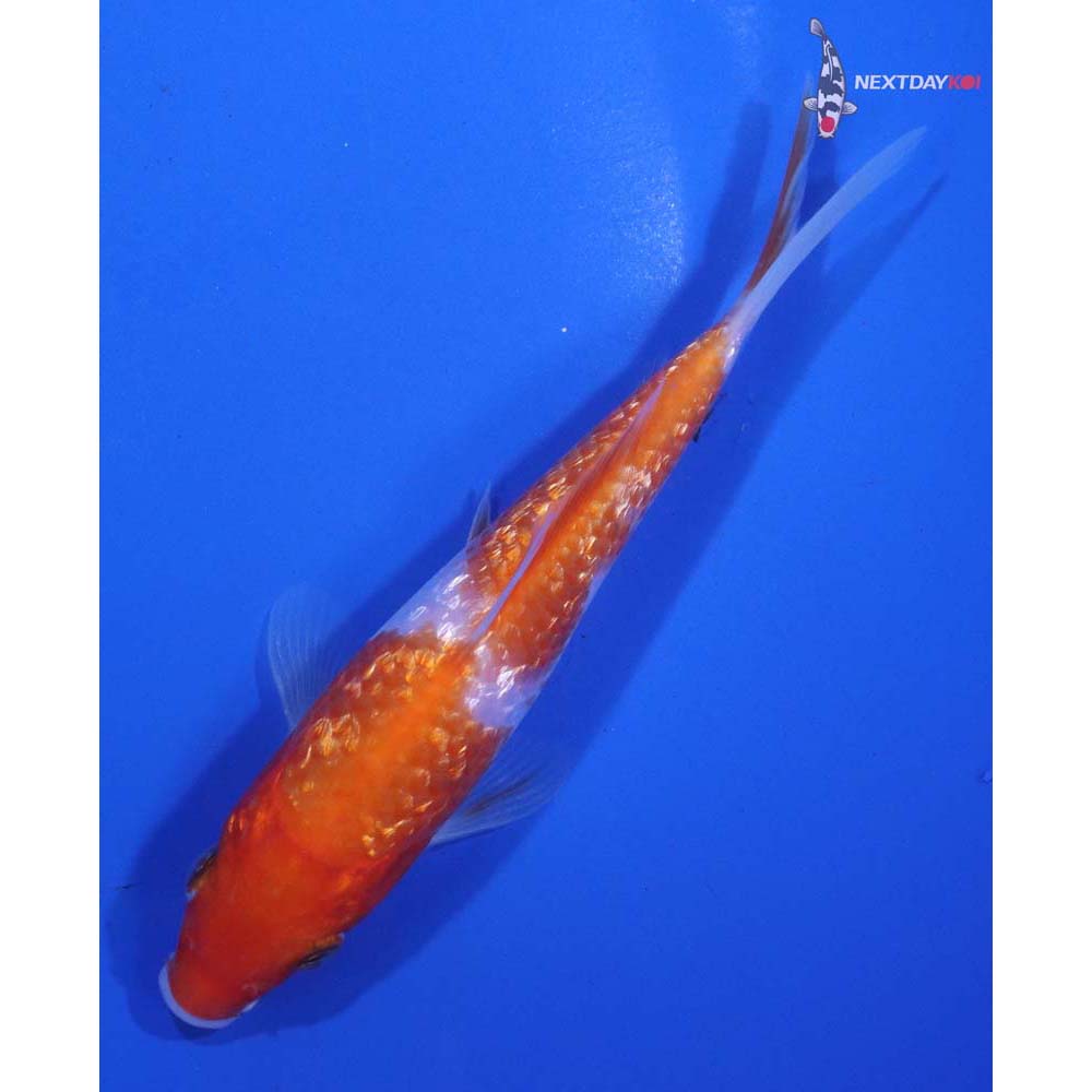 5” Imported Gin Rin Kohaku