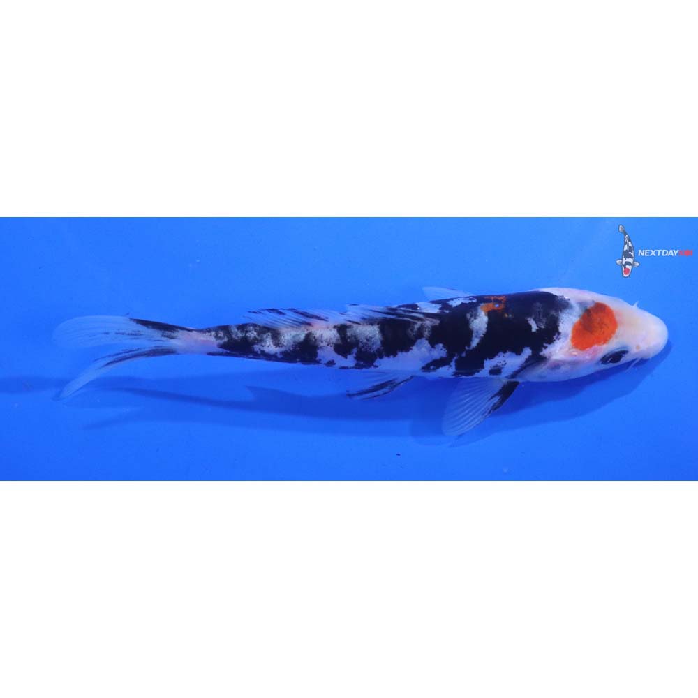 5” Imported Doitsu Sanke