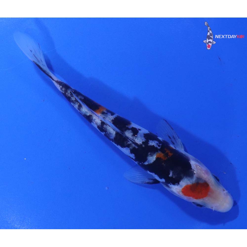5” Imported Doitsu Sanke