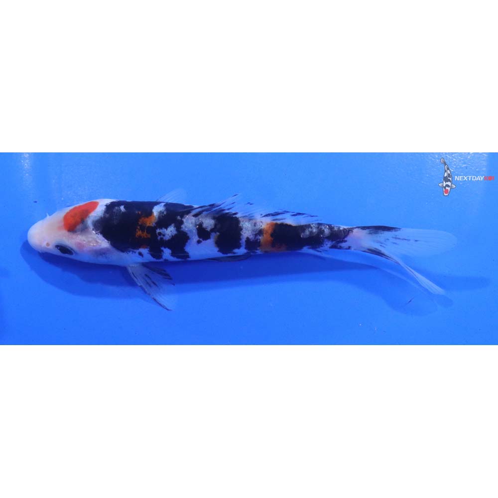 5” Imported Doitsu Sanke