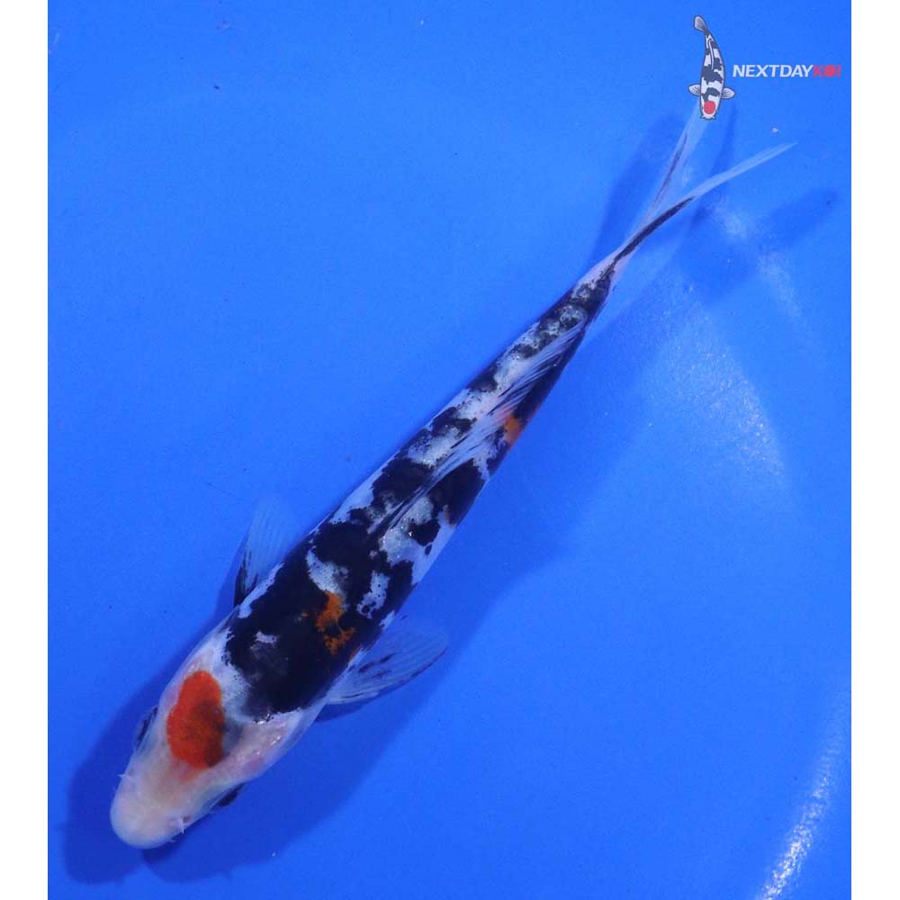 5” Imported Doitsu Sanke