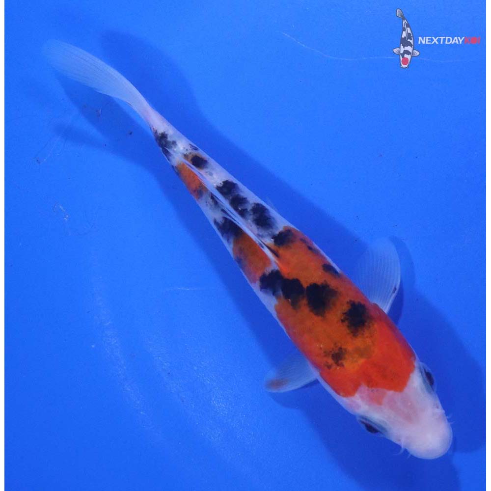 5” Imported Sanke