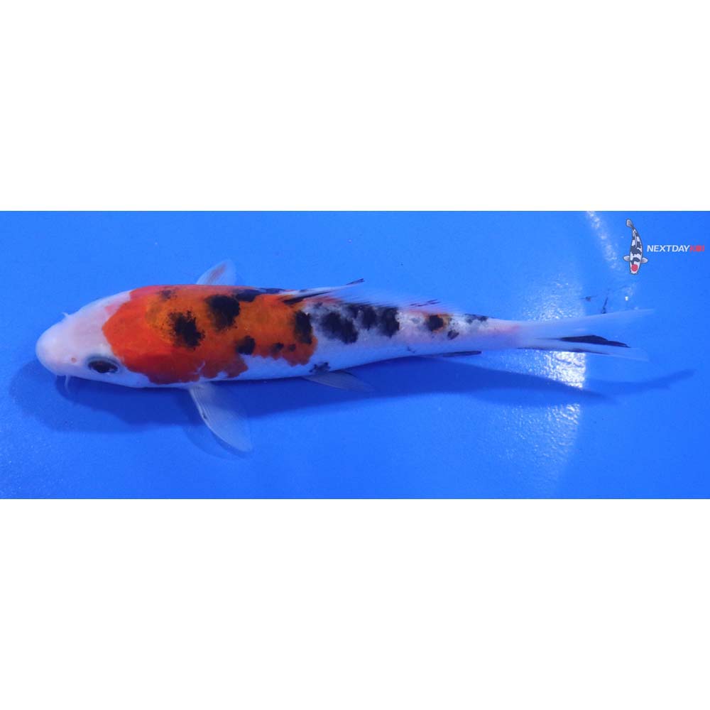5” Imported Sanke