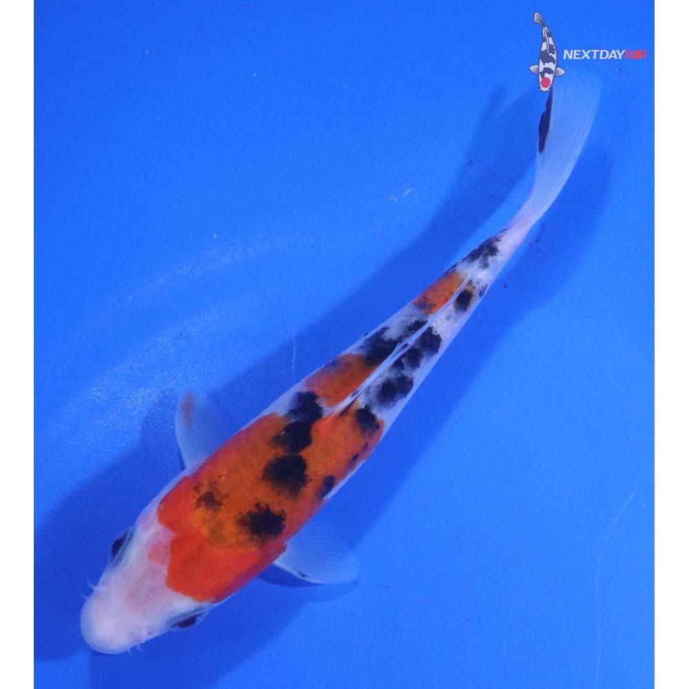 5” Imported Sanke