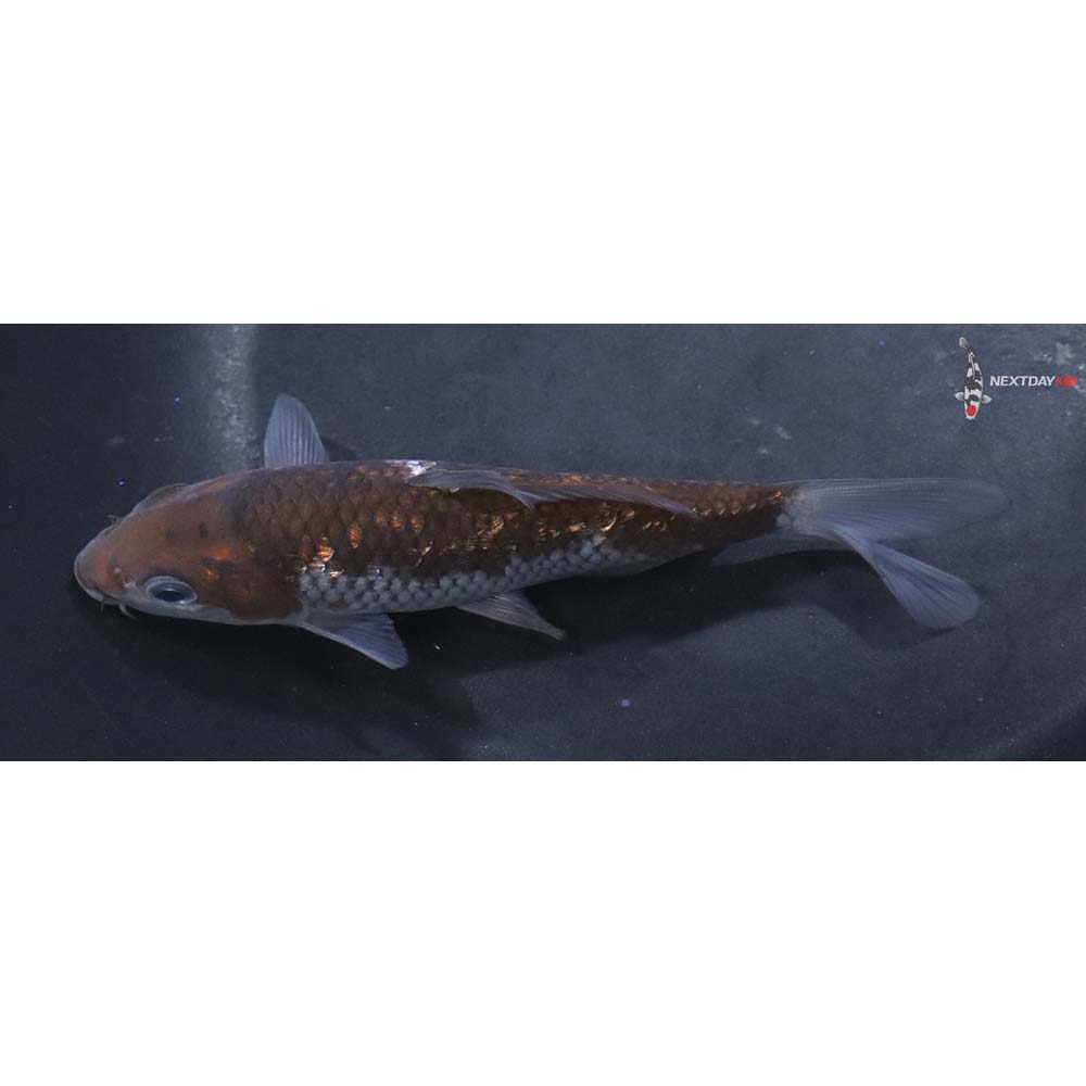 5” Imported Gin Rin Ochiba Shigure
