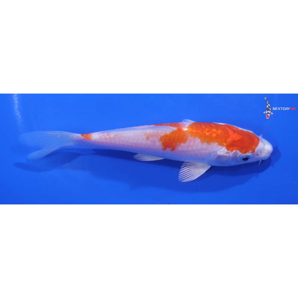 5.5” Imported Hariwake