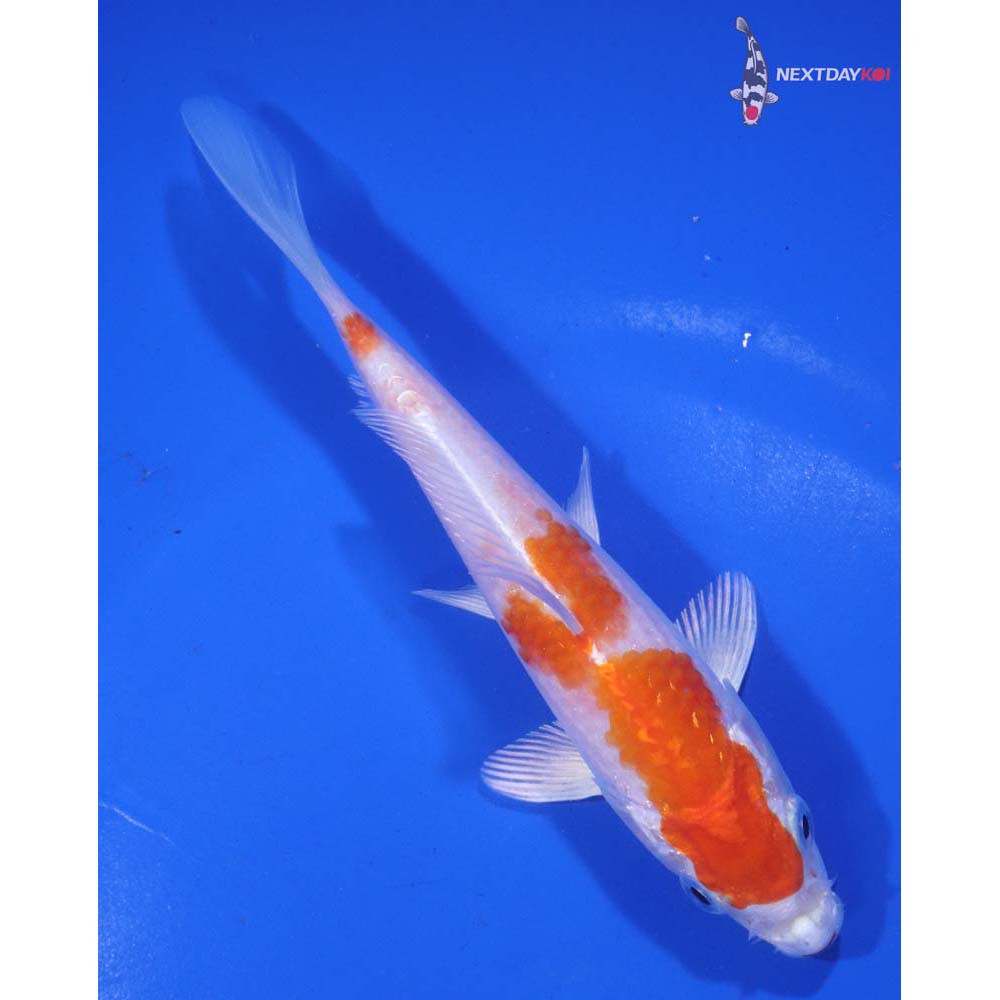 5.5” Imported Hariwake