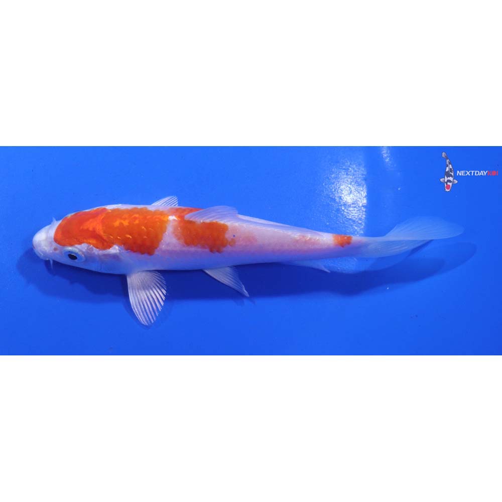 5.5” Imported Hariwake