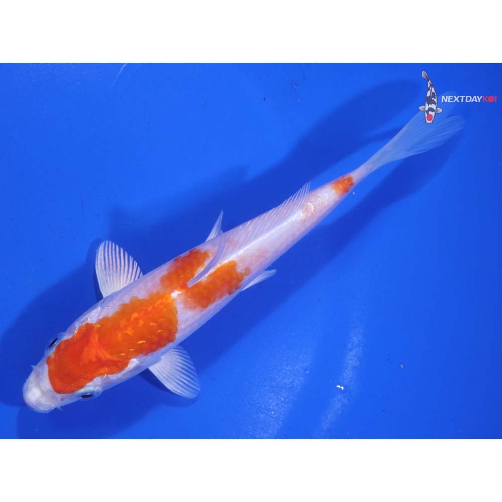 5.5” Imported Hariwake