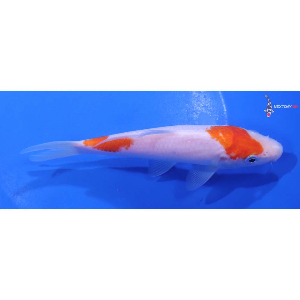 5.5” Imported Kohaku