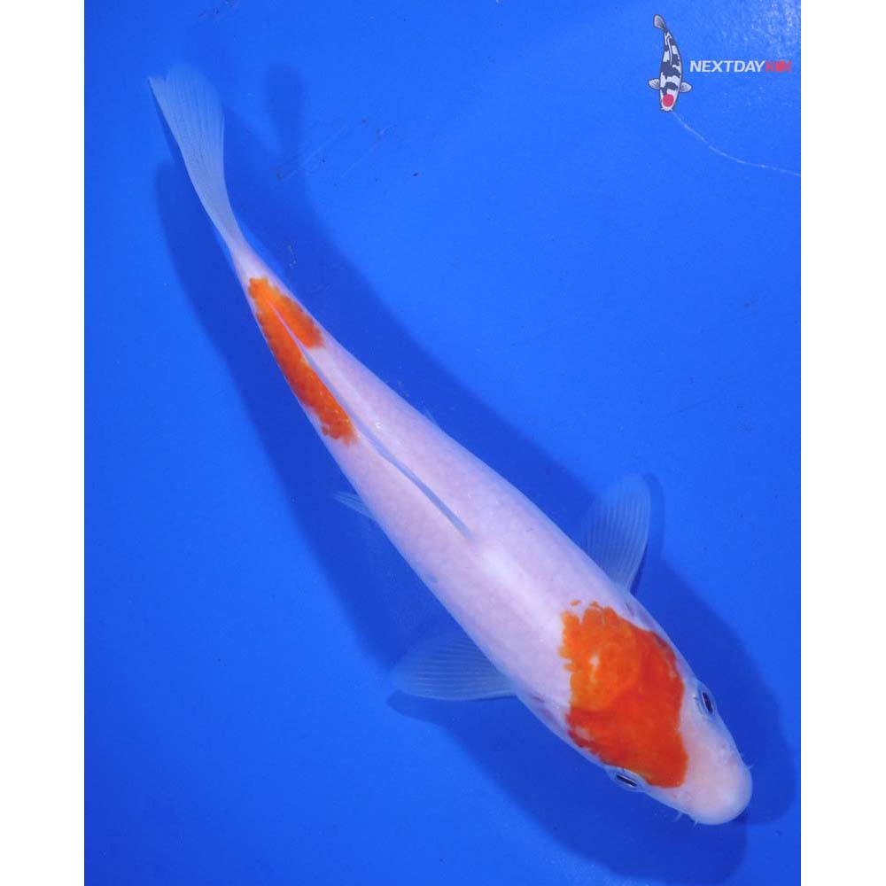 5.5” Imported Kohaku