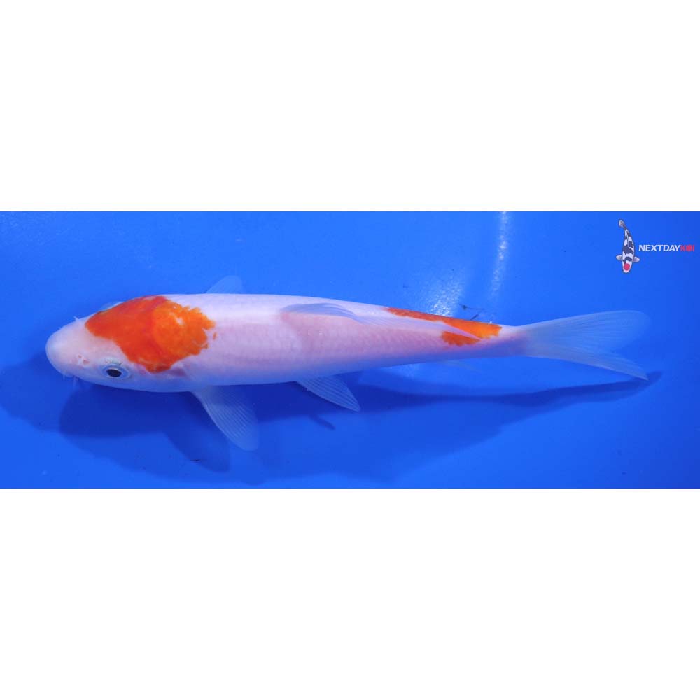 5.5” Imported Kohaku