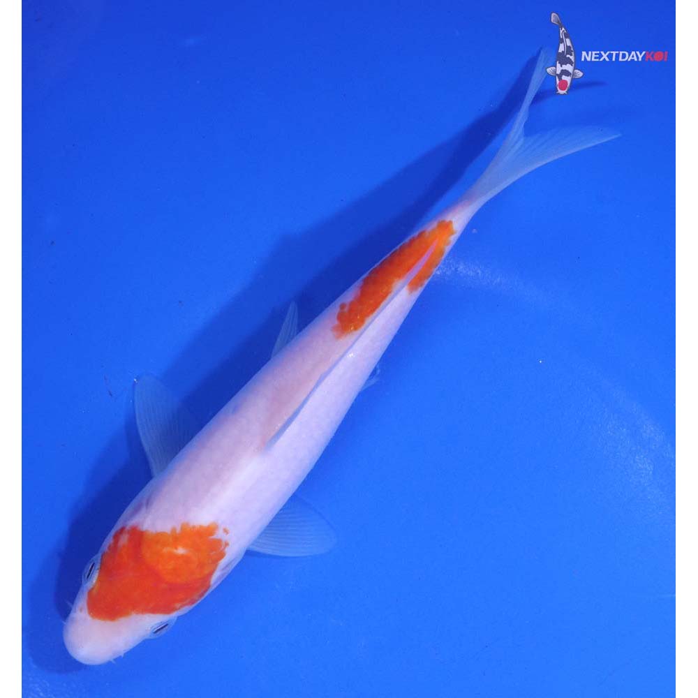 5.5” Imported Kohaku