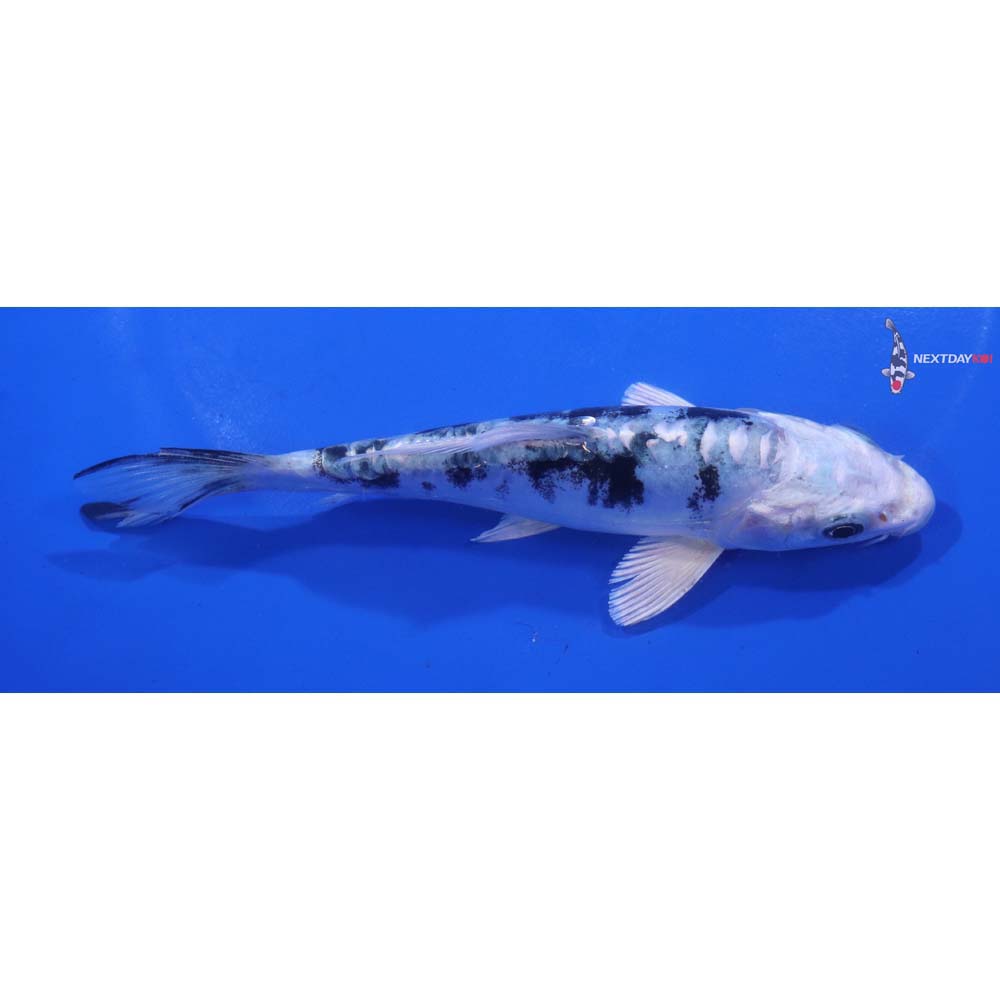 5.5” Imported Doitsu Gin Shiro Bekko