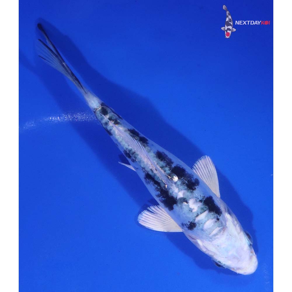 5.5” Imported Doitsu Gin Shiro Bekko