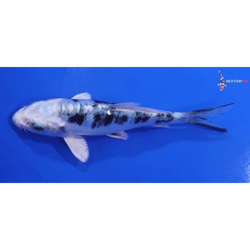 5.5” Imported Doitsu Gin Shiro Bekko