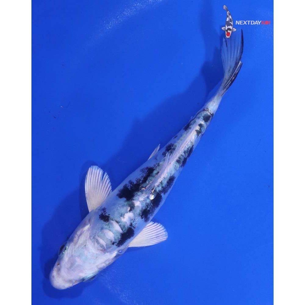 5.5” Imported Doitsu Gin Shiro Bekko