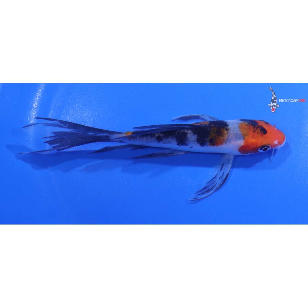 5” Imported Sanke Butterfly Koi