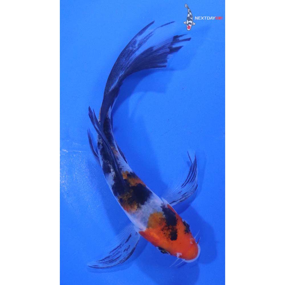5” Imported Sanke Butterfly Koi
