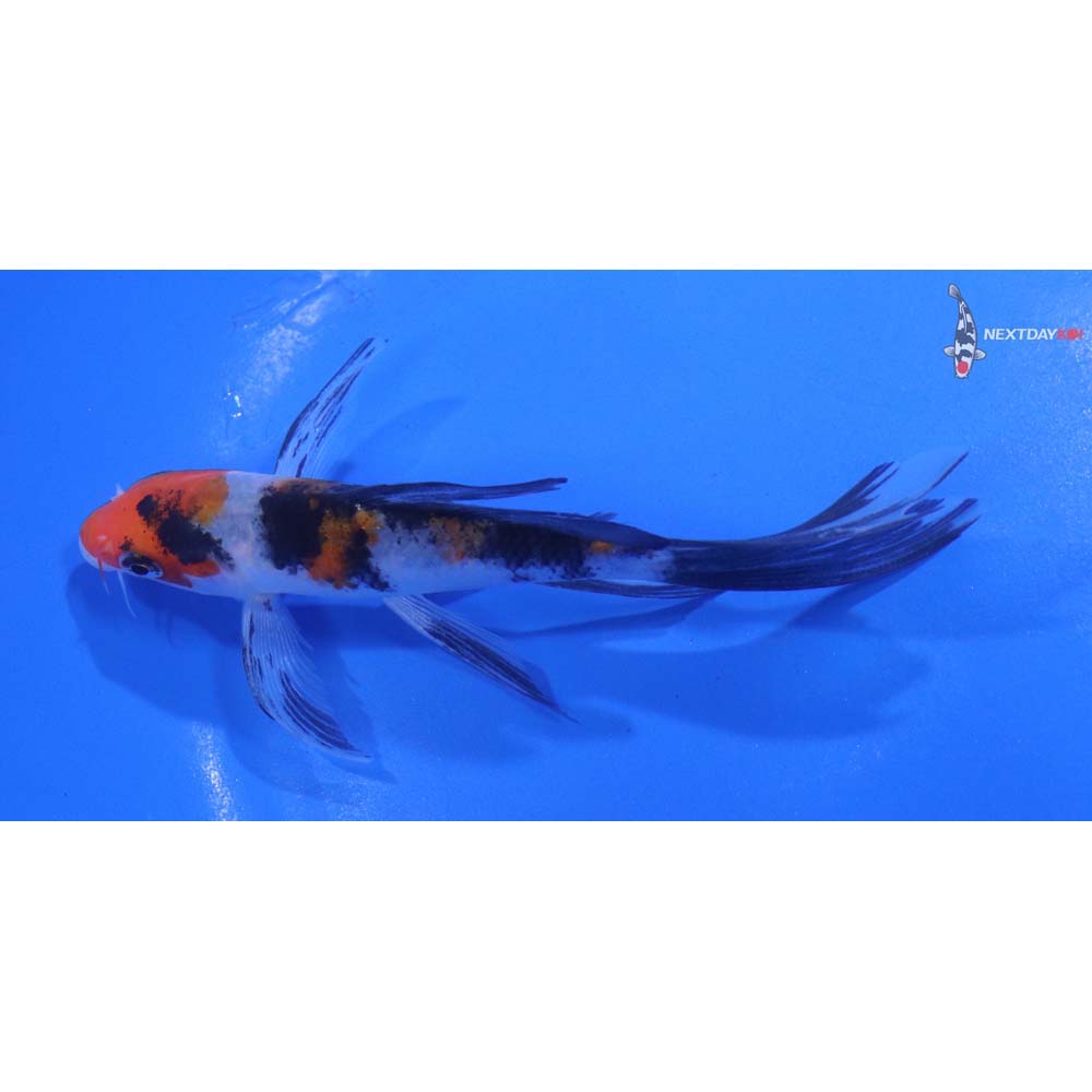 5” Imported Sanke Butterfly Koi