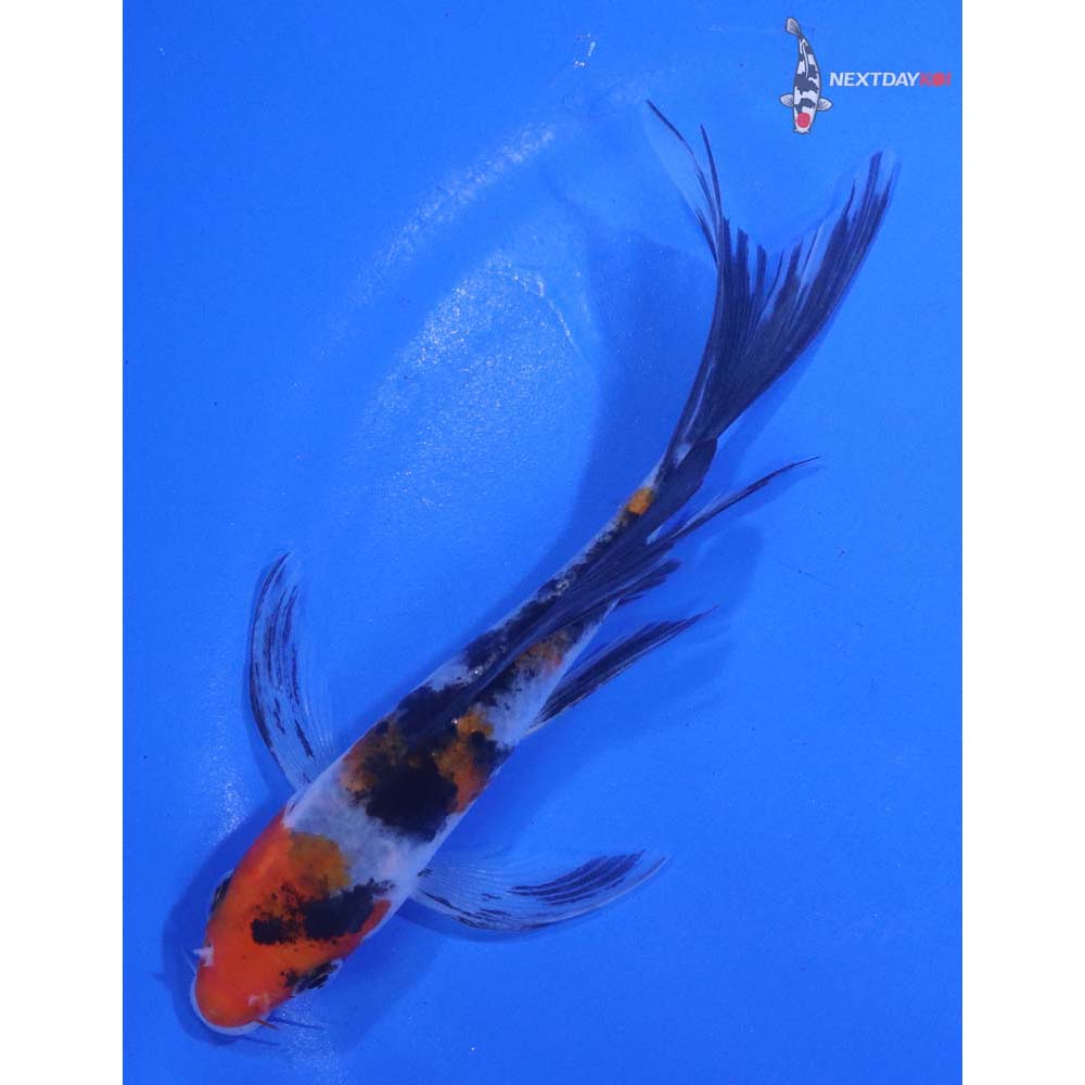 5” Imported Sanke Butterfly Koi