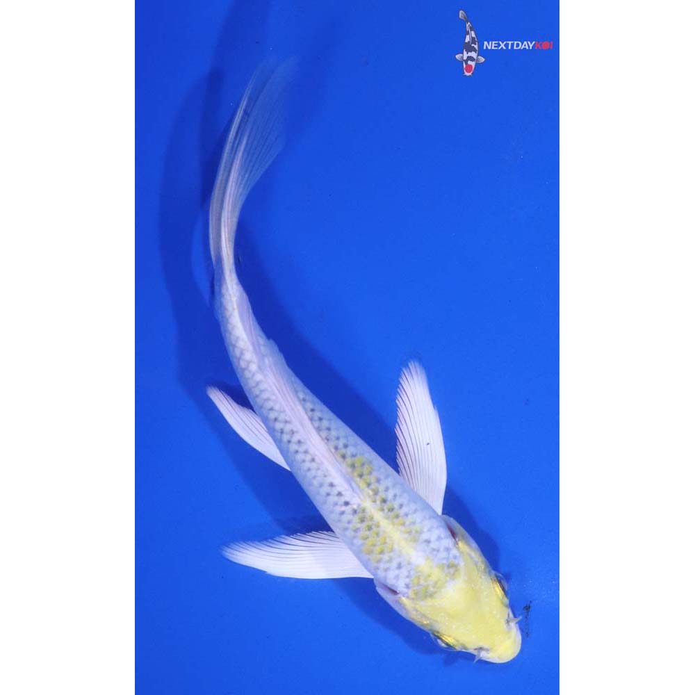 5” Imported Kujaku Butterfly Koi