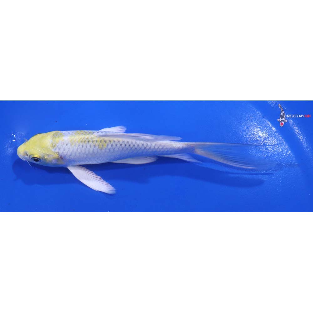 5” Imported Kujaku Butterfly Koi