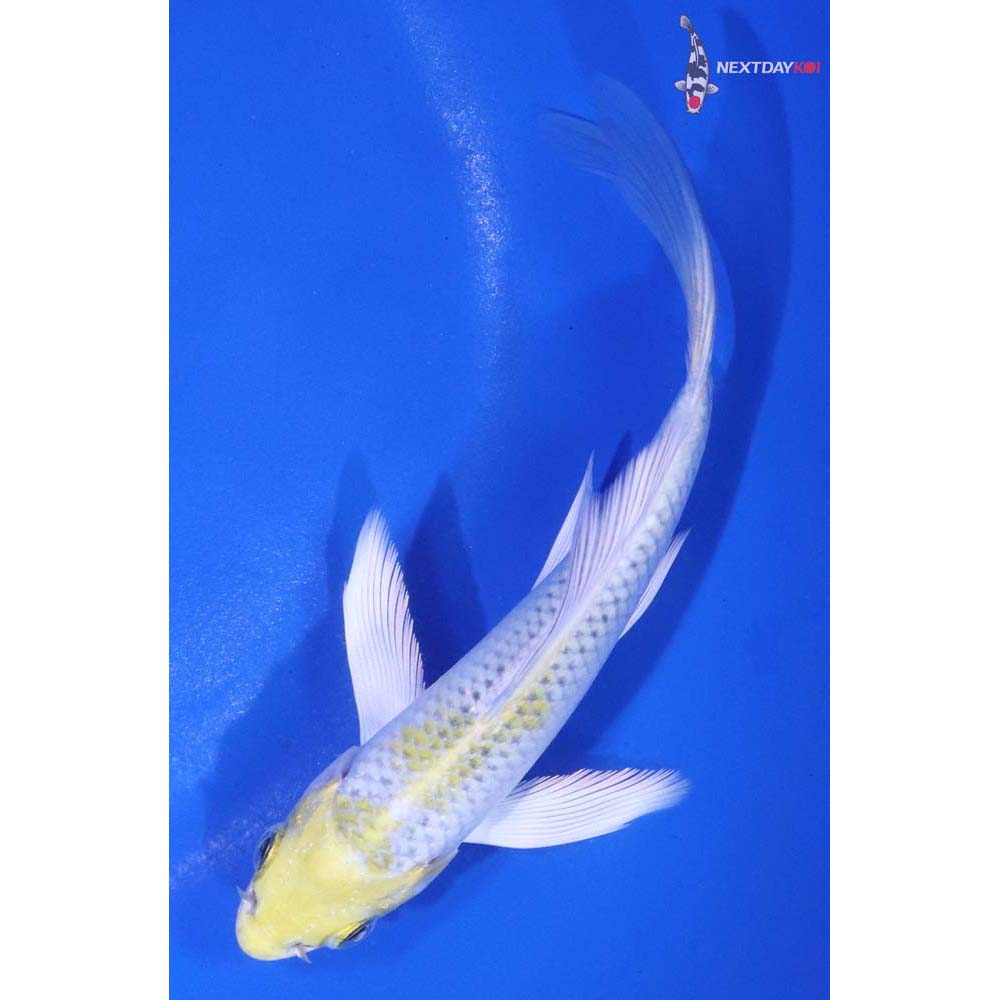 5” Imported Kujaku Butterfly Koi