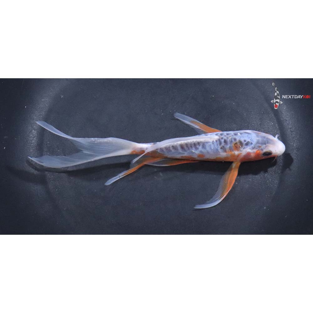 6” Imported Shusui Butterfly Koi