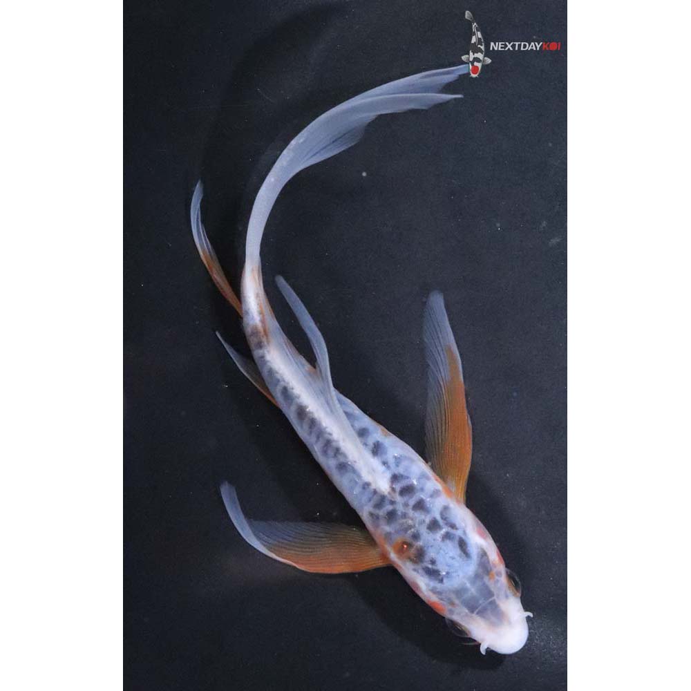 6” Imported Shusui Butterfly Koi