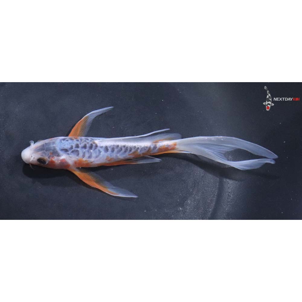 6” Imported Shusui Butterfly Koi