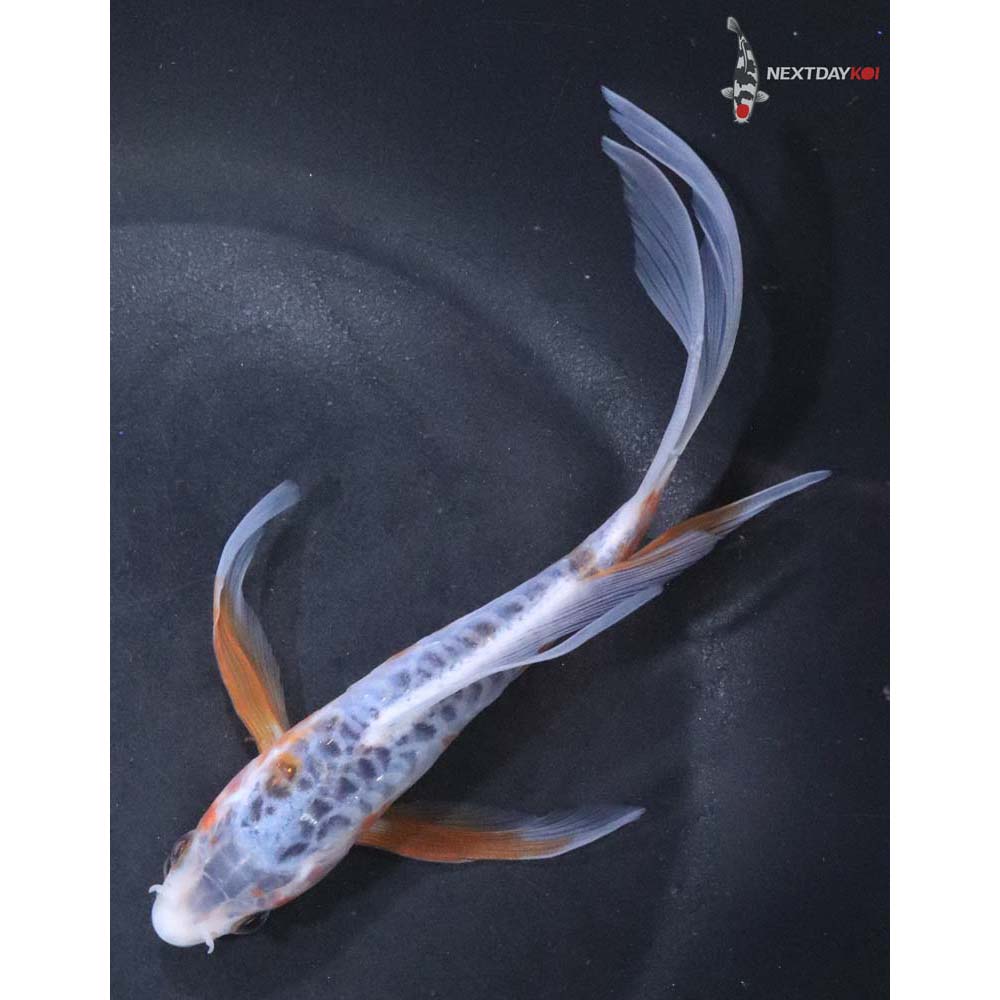 6” Imported Shusui Butterfly Koi