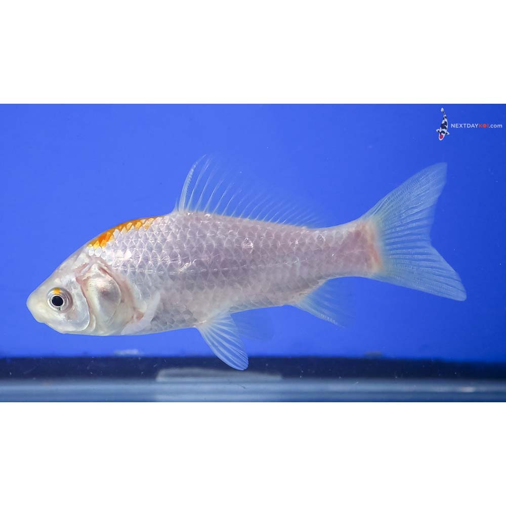 4” Imported Yellow and White Sarasa Comet