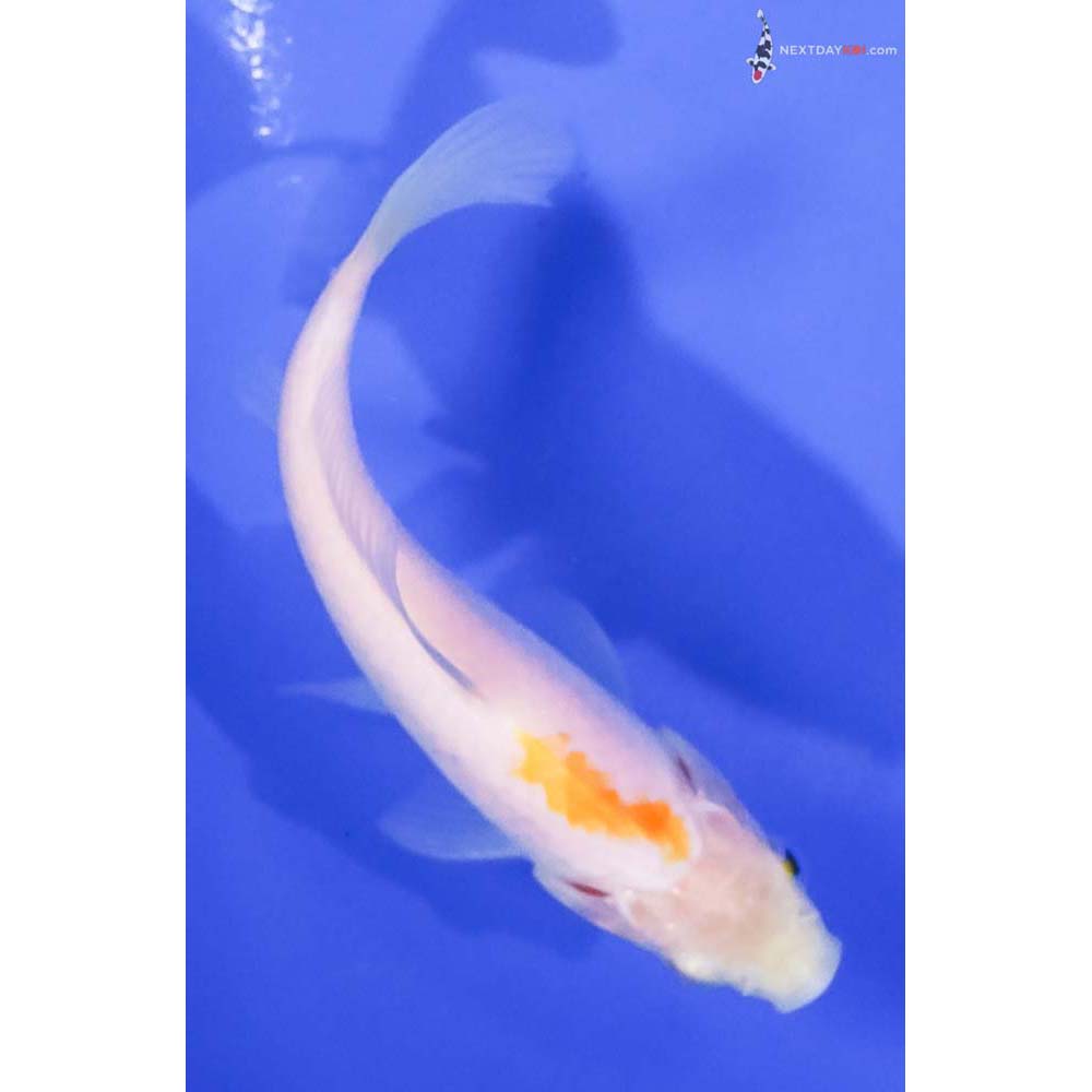 4” Imported Yellow and White Sarasa Comet