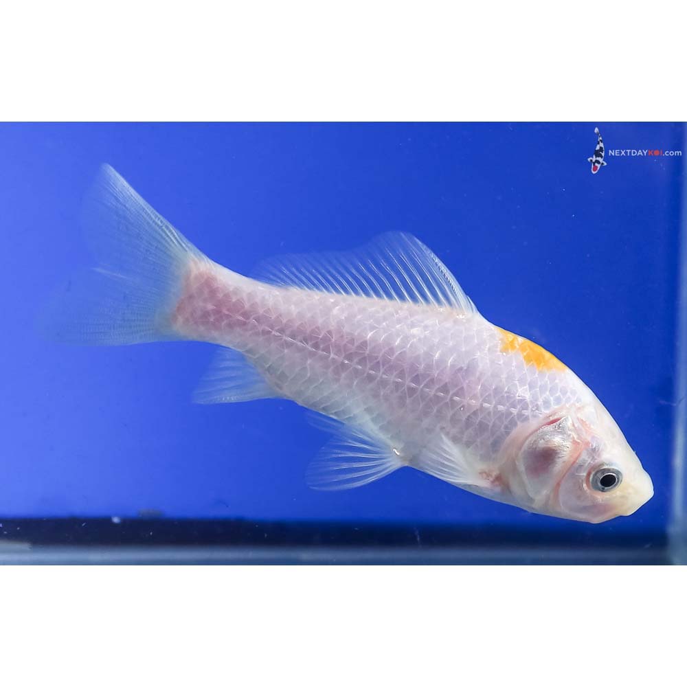 4” Imported Yellow and White Sarasa Comet