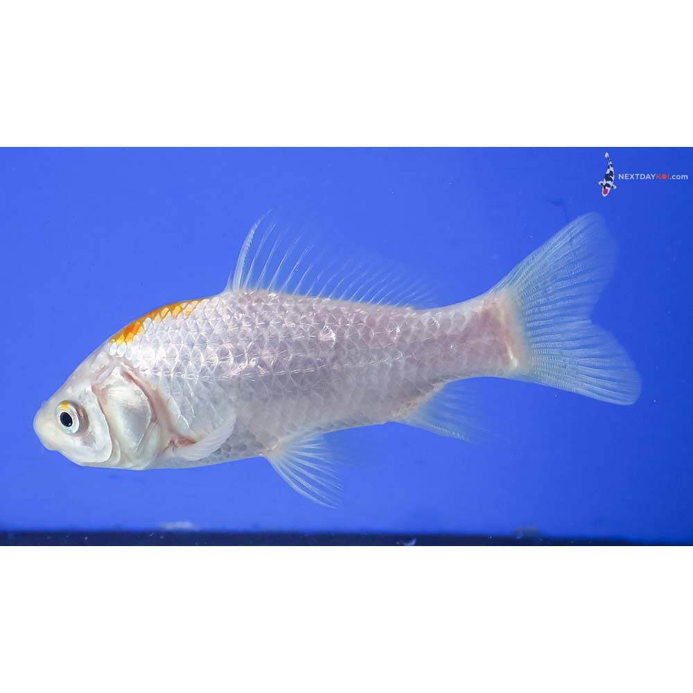 4” Imported Yellow and White Sarasa Comet