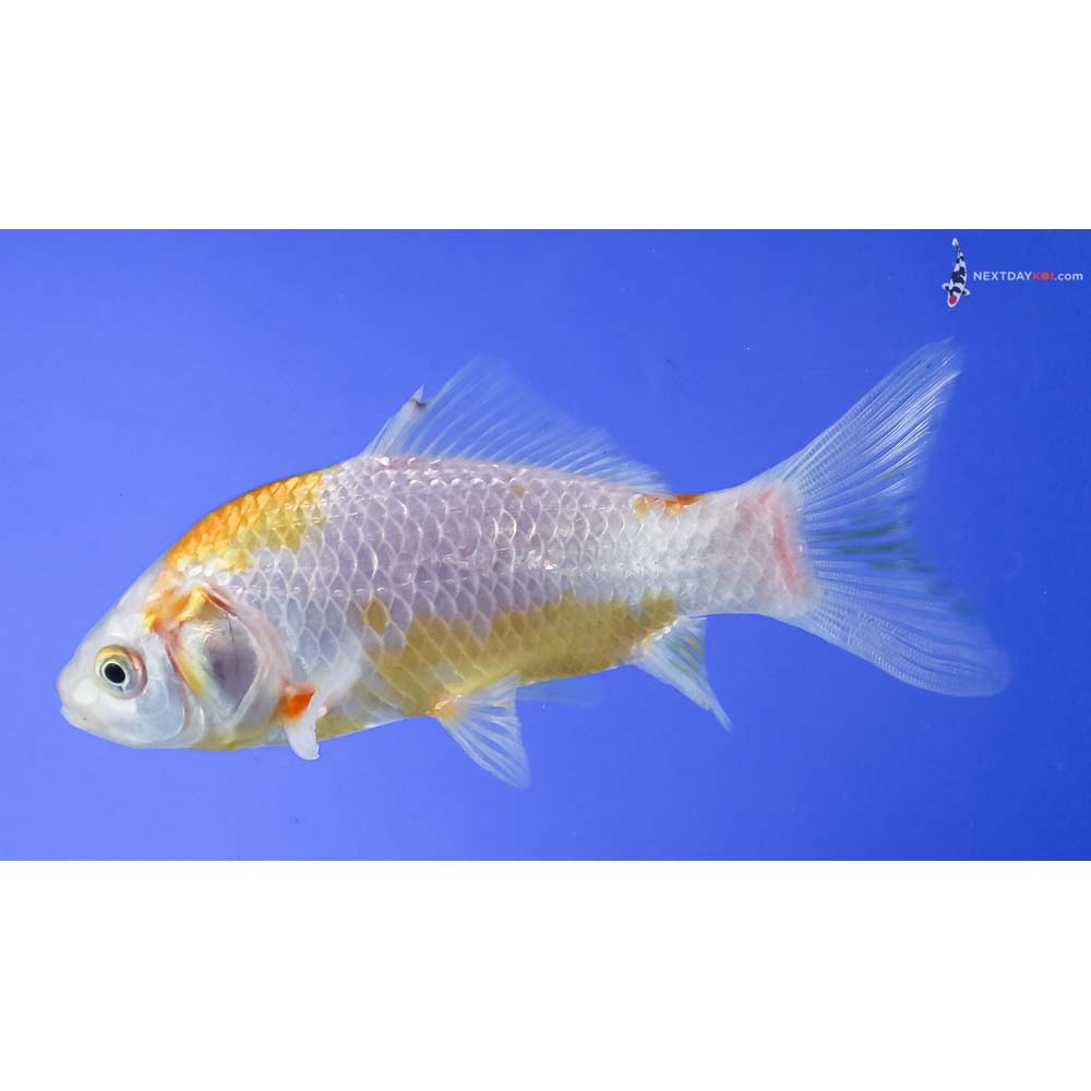 4.5” Imported Yellow and White Sarasa Comet